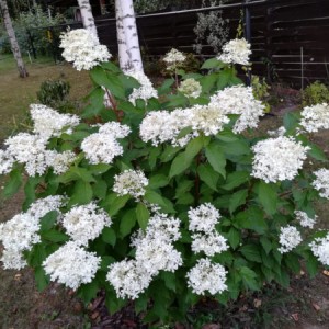 Саженец гортензии метельчатой  Прим Уайт (Prim White)