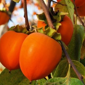 Саженец хурмы Гора Роман-Кош