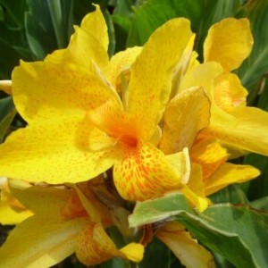 Клубень канны Луи Коттон (Louis Cottin)