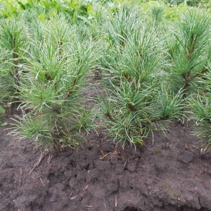 Саженец кедра Сибирского до 20 см