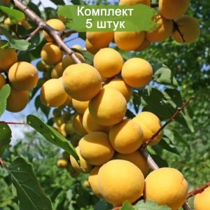 Саженцы абрикоса Графиня (средний) -  комплект 5 шт.