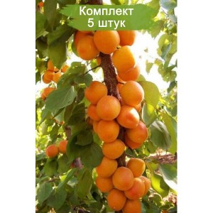Саженцы абрикоса колоновидного Принц Март -  комплект 5 шт.