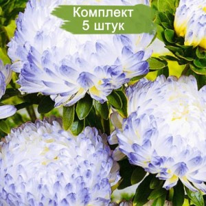 Саженцы астры бело-голубой -  комплект 5 шт.