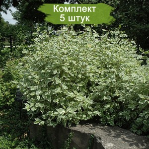 Саженцы барбариса неплодоносящего Грин Карпет (Green Carpet) -  комплект 5 шт.