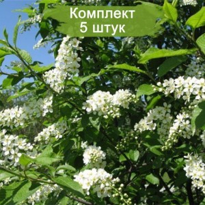 Саженцы черемухи обыкновенной Schloss Tiefurt -  комплект 5 шт.