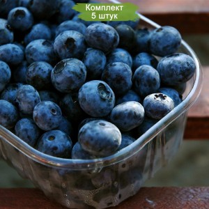 Саженцы голубики Дюк (Duke) -  комплект 5 шт.