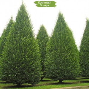 Саженцы граба Европейский ( от 15 см) -  комплект 5 шт.