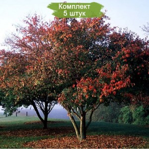 Саженцы клёна Татарского (40-60 см) -  комплект 5 шт.