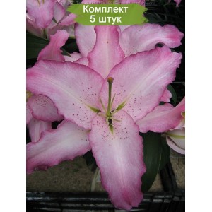 Луковицы лилии Бразилия -  комплект 5 шт.