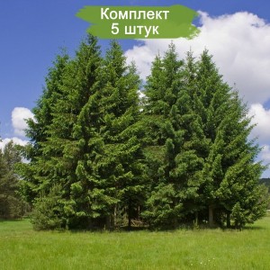 Саженцы лиственницы Сибирской 100-150 см -  комплект 5 шт.