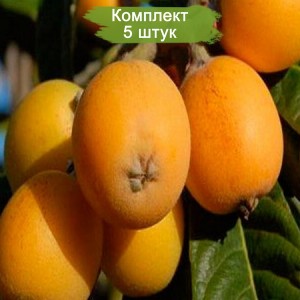 Саженцы мушмулы японской Морозко -  комплект 5 шт.