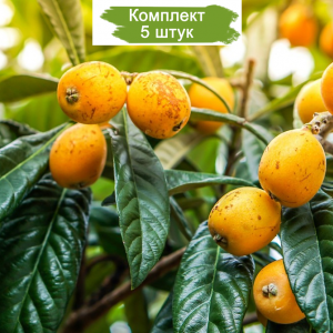 Саженцы мушмулы японской Сейлес -  комплект 5 шт.