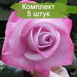 Саженцы чайно-гибридной розы Пинк Парадайз (Pink Paradise) -  комплект 5 шт.
