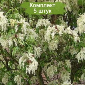 Саженцы ясеня Белого (100-150 см) -  комплект 5 шт.