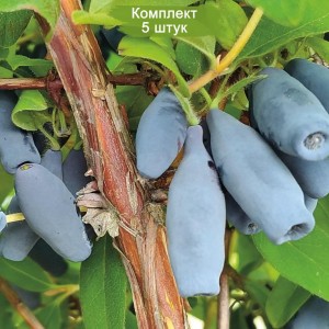 Саженцы жимолости Восторг -  комплект 5 шт.