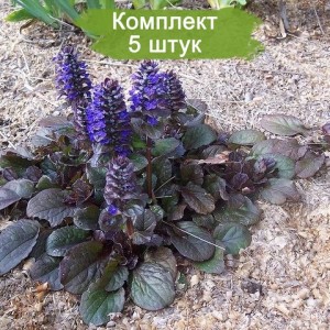 Саженцы Живучки -  комплект 5 шт.