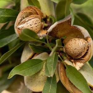 Саженец миндаля Делон