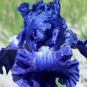 Саженец ириса Сапфировая заря