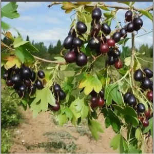 Саженецсмородины золотистой Валентина