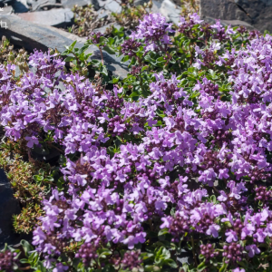 Саженец тимьяна (чабреца) ползучего Меджик Карпет (Magic Carpet)