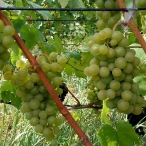 Виноград Бианка