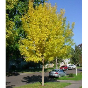 Саженец ясеня Пенсильванского (40-60 см)