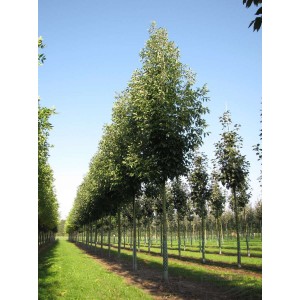 Саженец ясеня Пенсильванского (от 150 см)