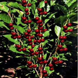 Саженец колоновидной Вишни Ашинский гибрид