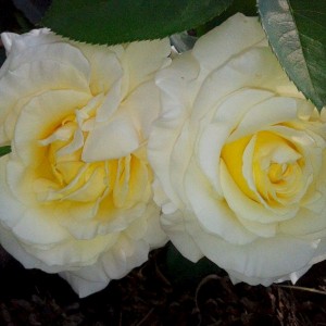 Саженец штамбовой розы Шопен (Chopin)