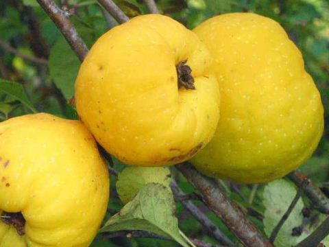 Айва яблоковидная Краснослободская