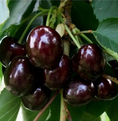 Черешня Дагестанка