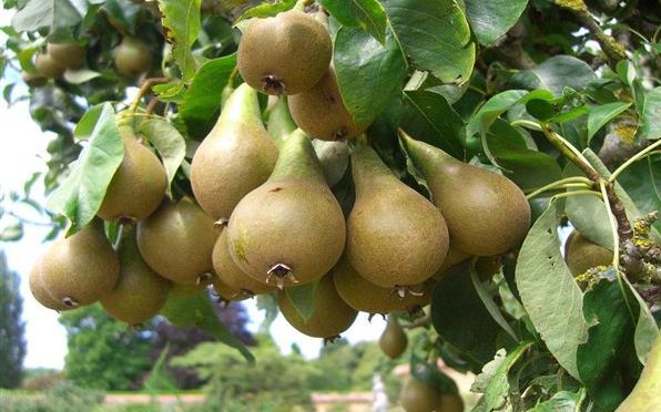 Груша Дагестанская летняя