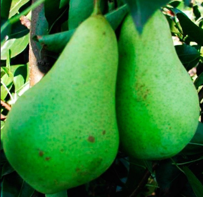 Груша Первомайская