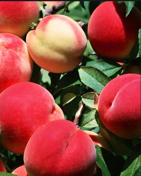 Персик Осенний румянец
