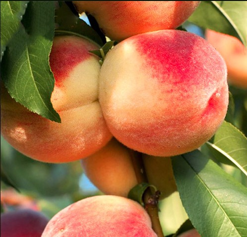 Персик Ставропольский розовый