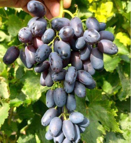 Виноград Академик Авидзба