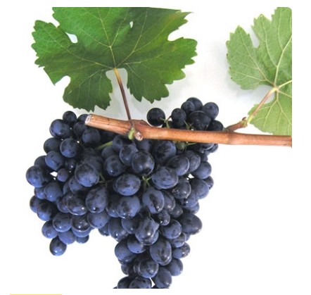 Виноград Антей Магарачский