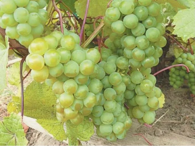 Виноград Изумруд