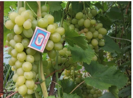 Виноград Золотинка