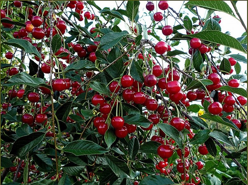 Вишня Мелодия