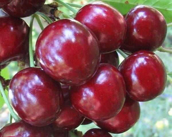 Вишня Радонеж