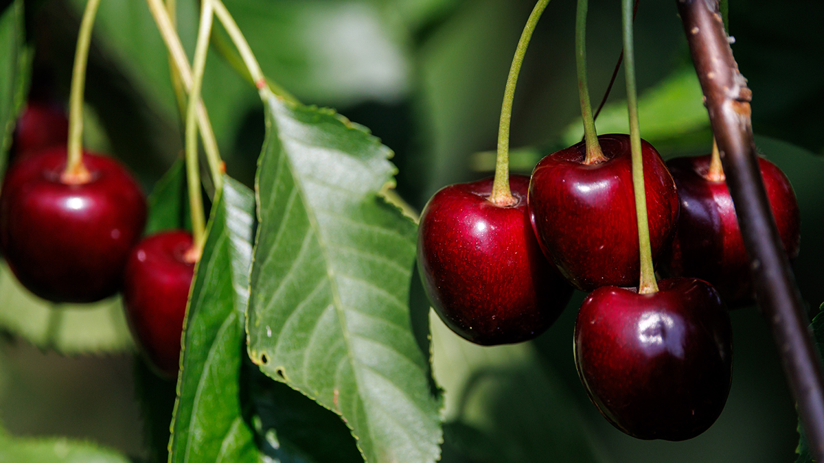 Вишня Севастьяновская