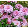 Хризантема Розовый фламинго