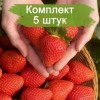 Саженцы ремонтантной клубники Клеопатра (Ранняя) -  комплект 5 шт.