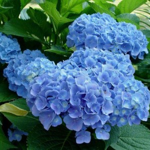 Саженец гортензии крупнолистной Клеопарта Блю (Сleopatra Blue)